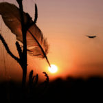 Cánh vạc mùa Vọng